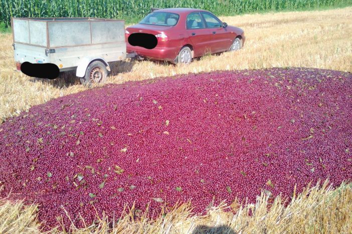 Bacio cijeli urod višnje jer ga nitko ne želi otkupiti!