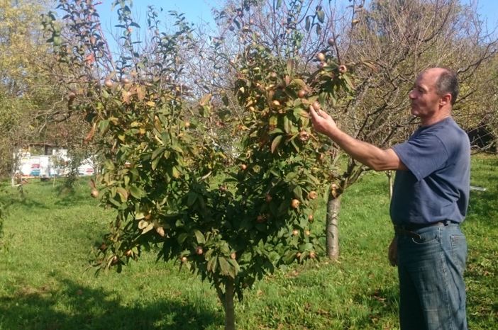 Prošle su lijepe godine za pčelare koji ne sele