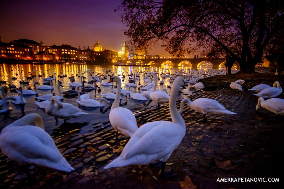 Fotografijom kroz život uz gosta Amera Kapetanovića