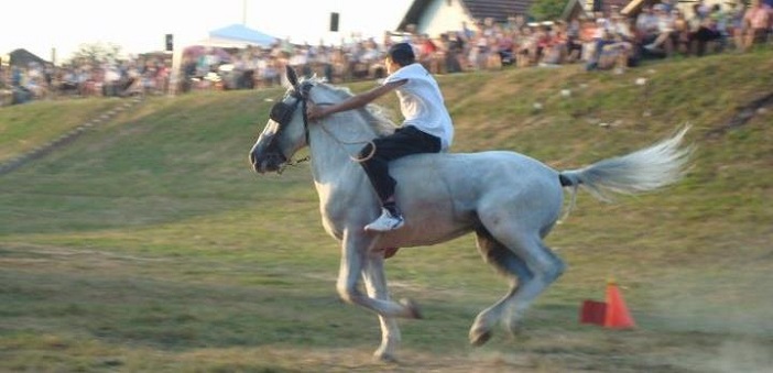 Razigrani lipicanci - Slavonski Kobaš