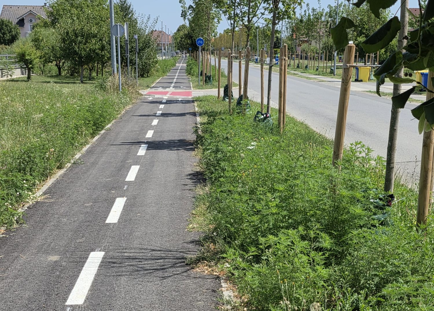 Nova staza, novo drveće – i stara ambrozija: Komunalac opet zaboravio na alergičare