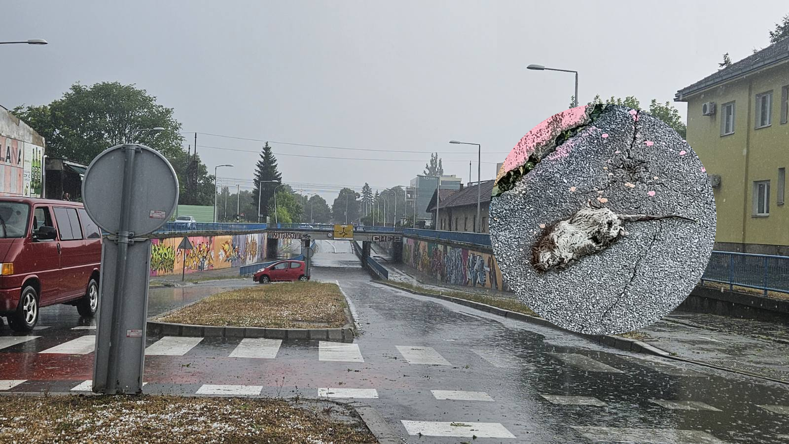 Lešine štakora u centru Broda već tjedan dana – zar čekamo epidemiju?!