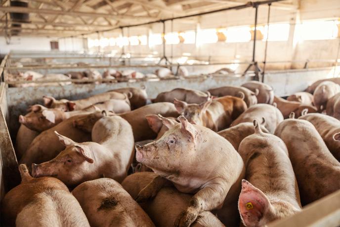 Nakon afričke kuge – Prijatelji životinja pozivaju na kraj svinjogojstva