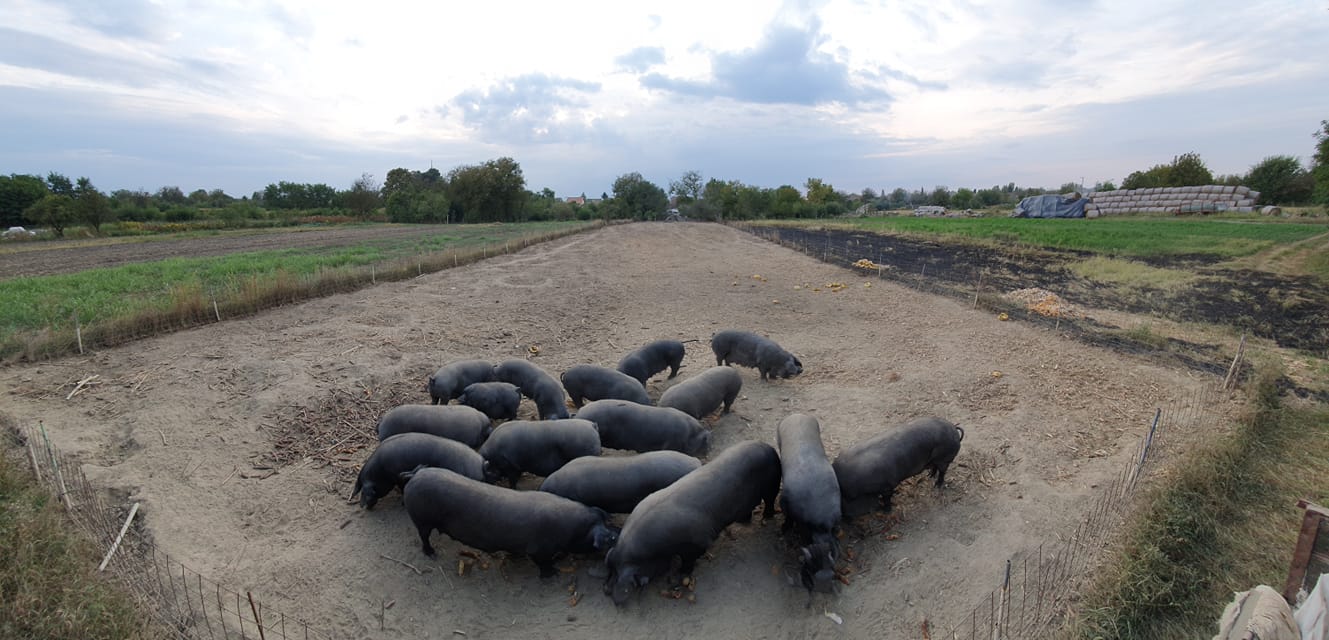 Meso crne slavonske svinje dobilo oznaku izvornosti