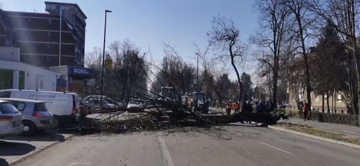 U Vukovarskoj palo stablo, ženska osoba prevezena u bolnicu