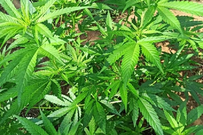 Od tri osobe oduzeti marihuana, amfetamin i stabljika konoplje