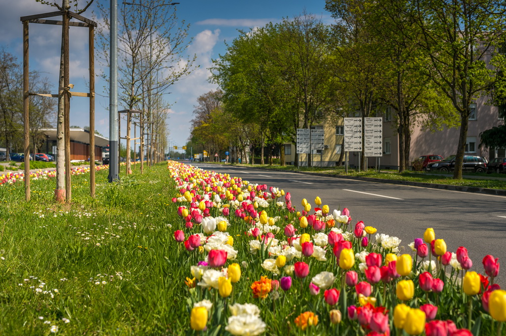 Zašto je jedina gradska avenija zarasla u travu? 