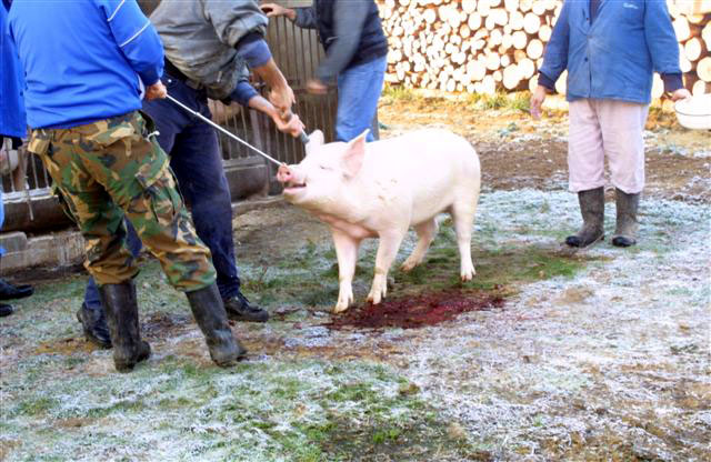  Aktivisti traže zabranu svinjokolje