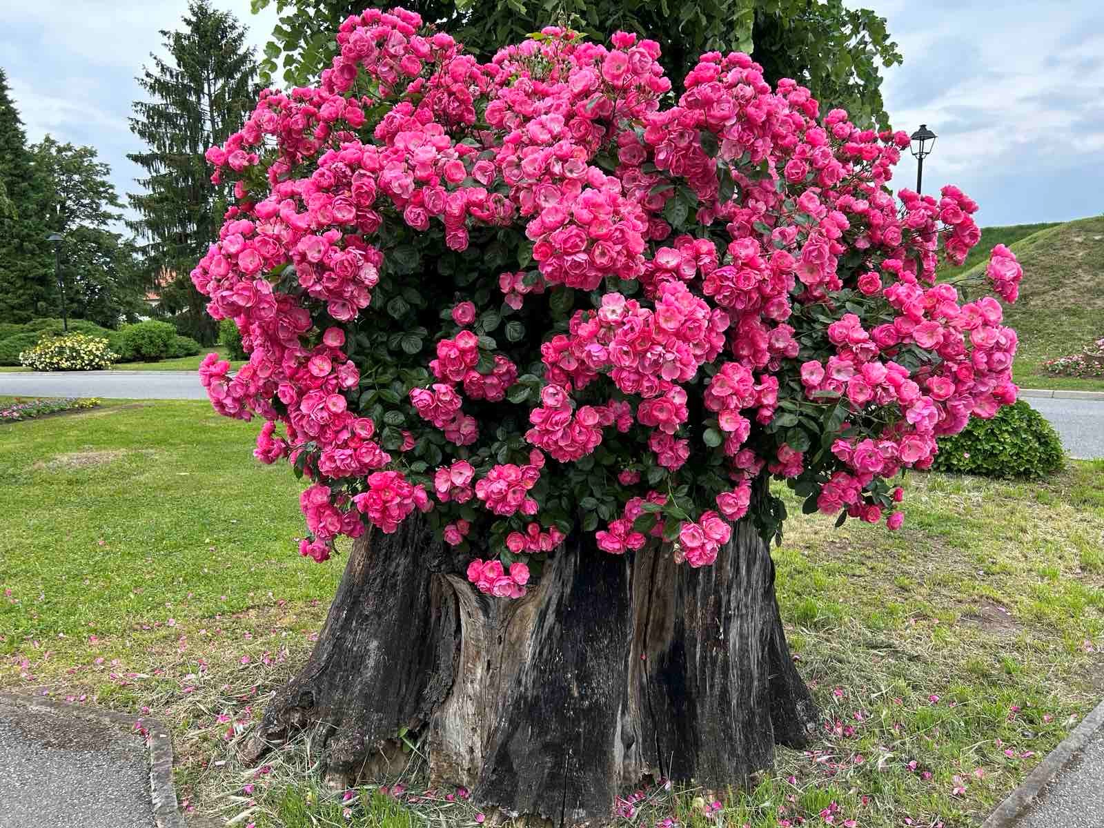 Sve je spremno za 16. Florafest